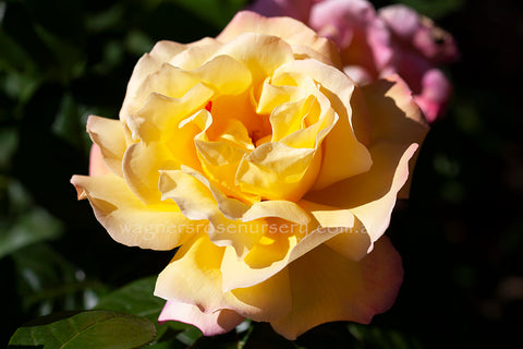 Peace Clg - Potted Rose