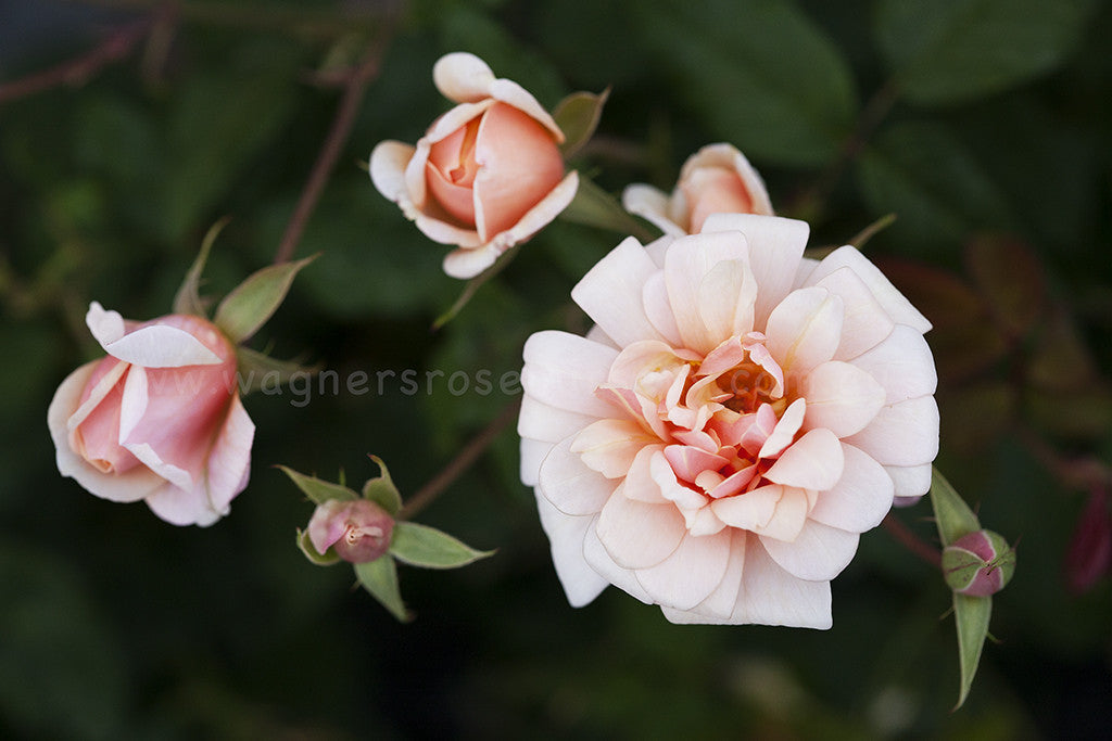 Perle D'Or