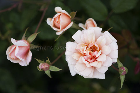 Perle D'Or
