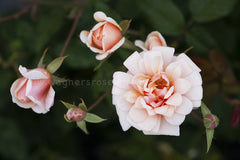 Perle D'Or
