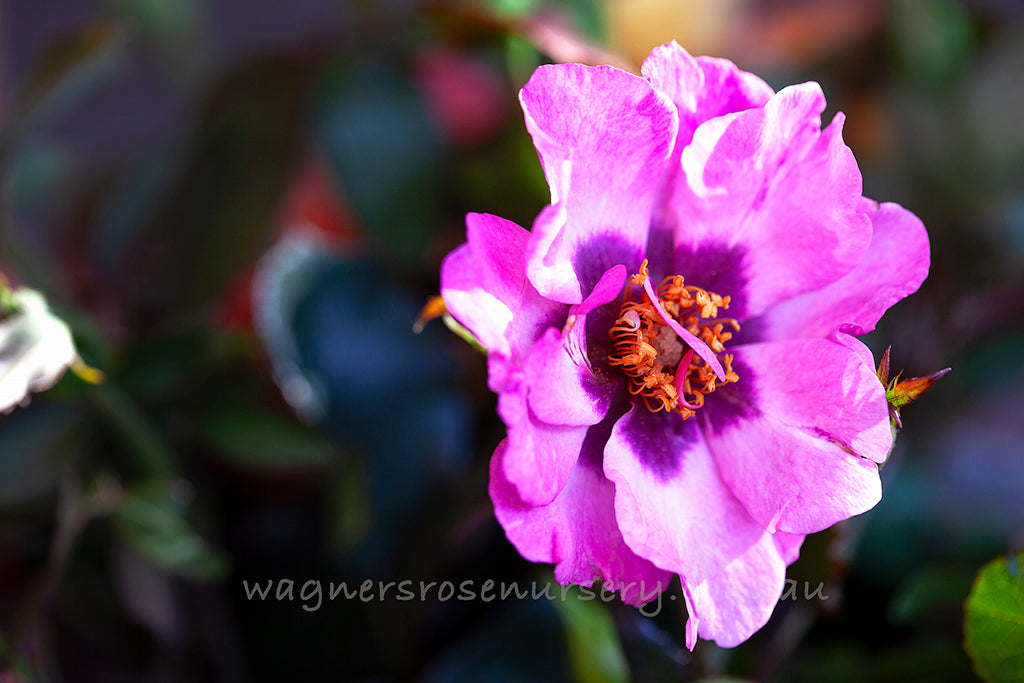 Persian Eyes™ - Potted Rose