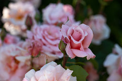 Picture - Potted Rose