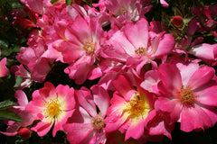 Pink Drift®