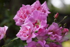 Pinkie Clg - Potted Rose