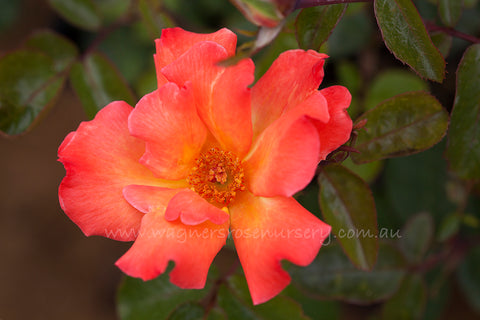 Playboy - Potted Rose