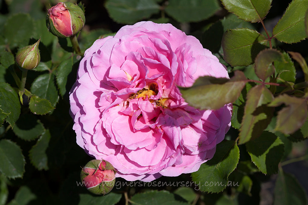 Princess Alexandra of Kent® (Ausmerchant) - 90cm/3ft standard