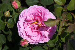 Princess Alexandra of Kent® (Ausmerchant) - Potted Rose