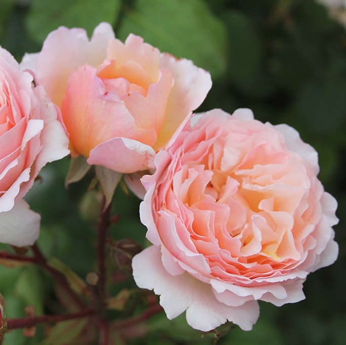 Princesse Charlene de Monaco™ - Potted Rose
