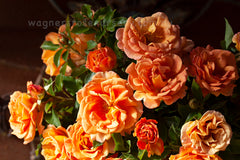 Pumpkin Patch - Potted Rose