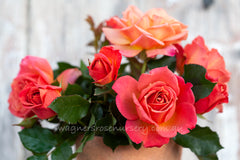 Pumpkin Patch - Potted Rose