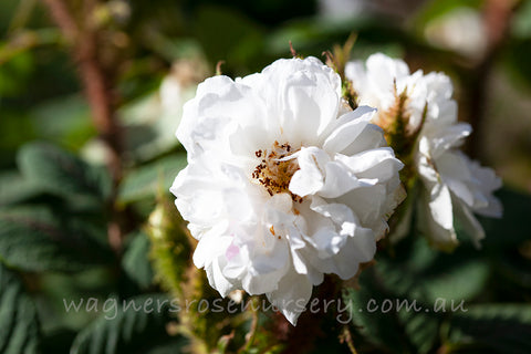 Quatre Saisons Blanc Mousseux