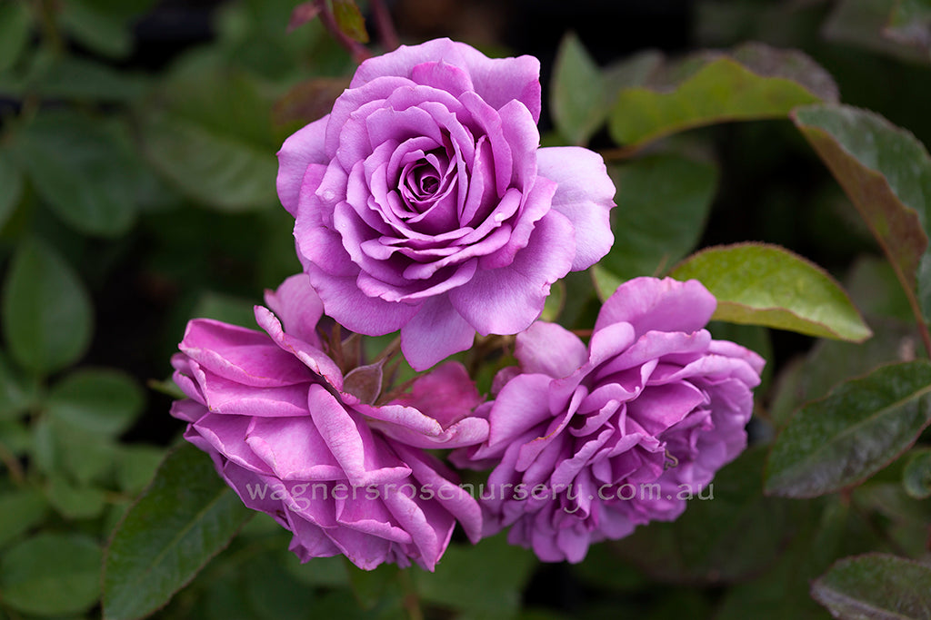 Quick Silver ™ Clg - Potted Rose