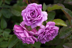 Quick Silver ™ Clg - Potted Rose