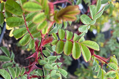 R. Sericea Pteracantha - Potted Rose