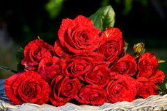 Red Intuition