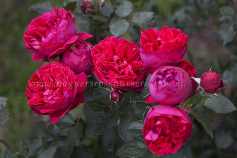 Red Pierre Clg® - Potted Rose