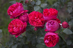 Red Pierre Clg® - Potted Rose