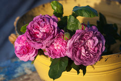 Reine de Violettes - Potted Rose