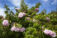 Renae Clg - Potted Rose