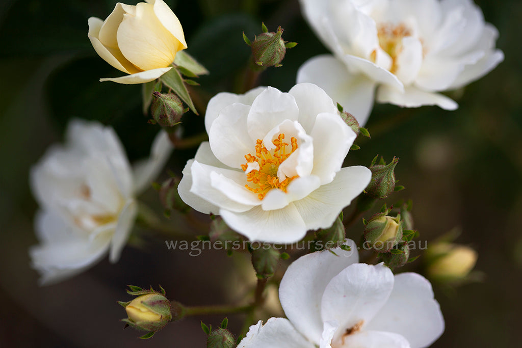 Rambling Rector Clg