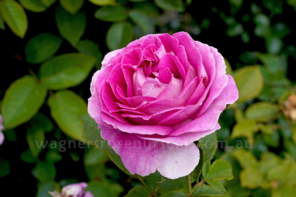 Mattocks Raspberry Cupcake Roses Raspberry Cupcake | Wagner's Rose Nursery