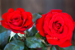 Rebell - Potted Rose