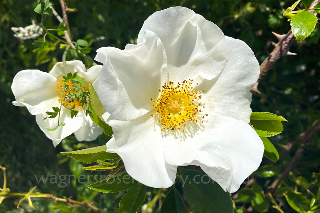 Rosa Laevigata Clg - Potted Rose