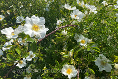 Rosa Laevigata Clg - Potted Rose