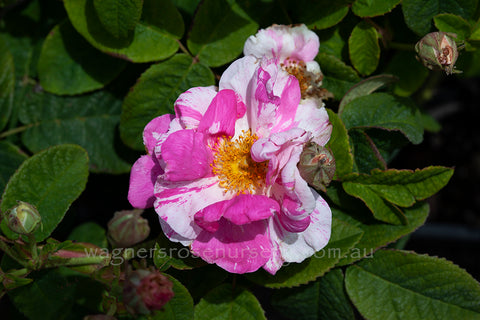 Rosa Mundi