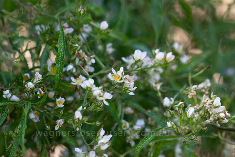 Rosa Watsoniana- Potted Rose