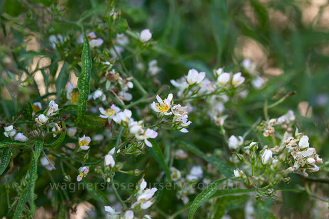 R. Watsoniana