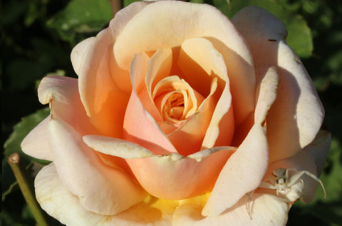 Diamond Jubilee - Potted Rose