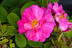 The Portland Rose - Potted Rose
