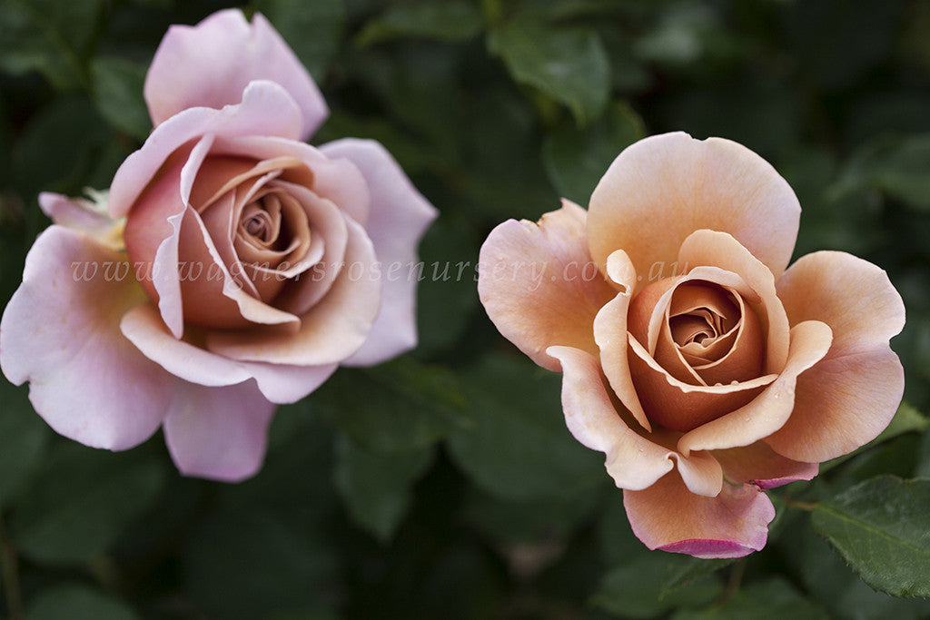 Soul Sister - Potted Rose