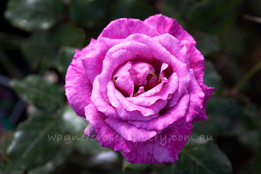 Shocking Blue - Potted Rose
