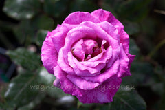 Shocking Blue - Potted Rose