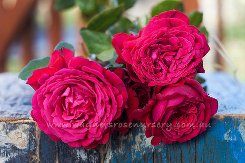 Sir Donald Bradman - Potted Rose