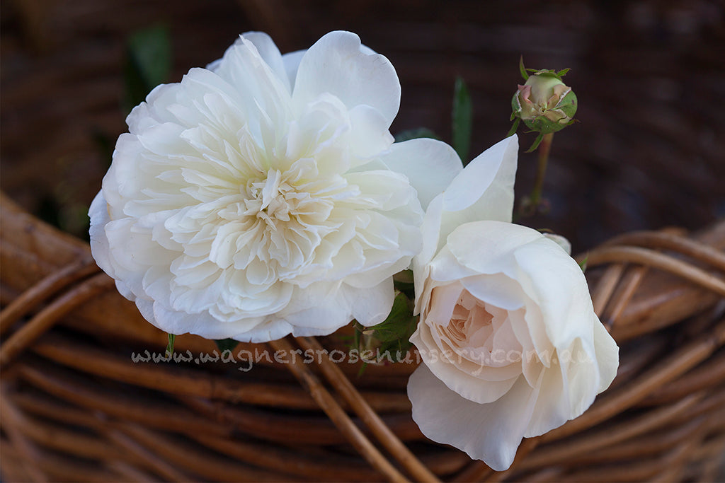 Sombreuil Clg - Potted Rose