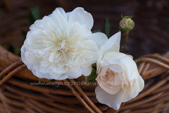 Sombreuil Clg - Potted Rose