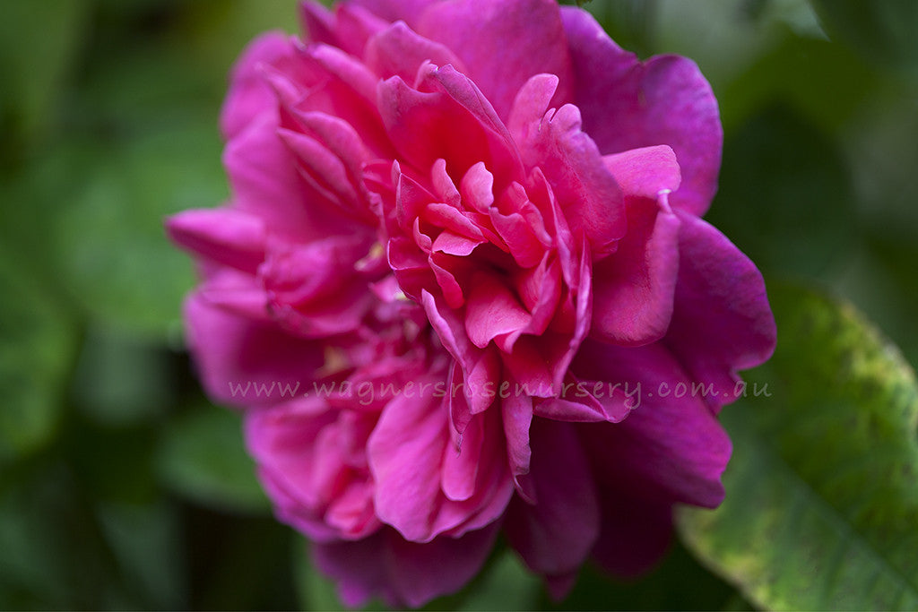 Sophy's Rose (Auslot)