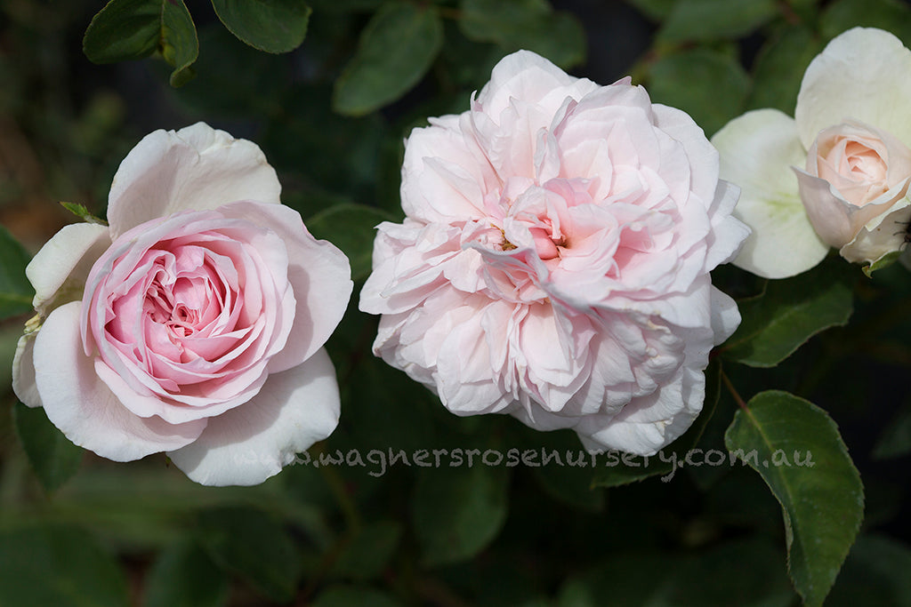 Souvenir de la Malmaison Clg - Potted Rose