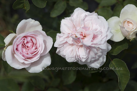 Souvenir de la Malmaison - Potted Rose