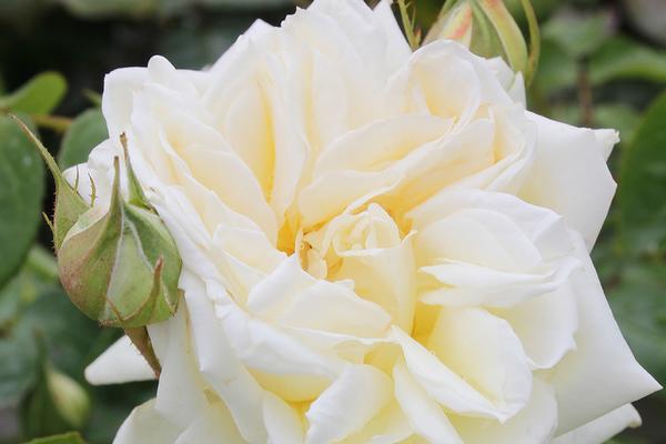 Spirit of Rural Women - Potted Rose