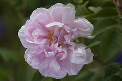 Stanwell Perpetual - Potted Rose