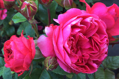 Strawberry Daiquiri - Potted Rose