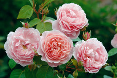 Strawberry Hill® (Ausrimini) - Potted Rose