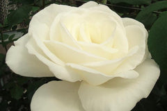 Sugar Moon - Potted Rose