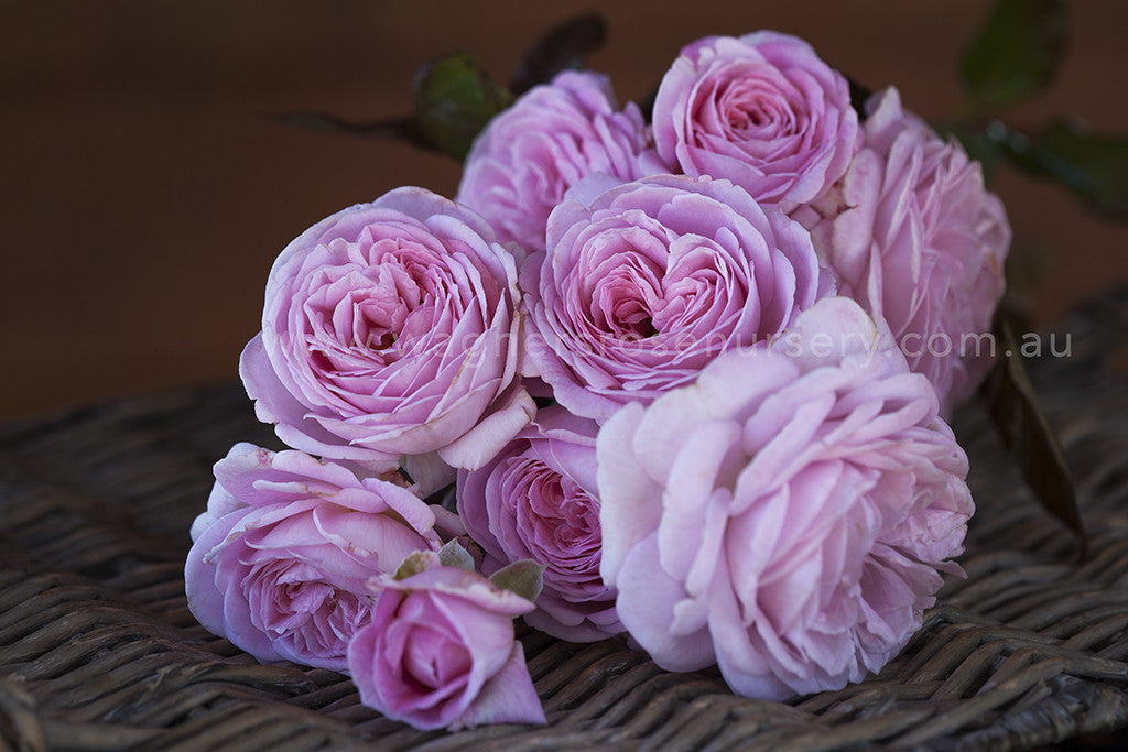 Summer Romance - Potted Rose