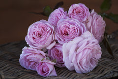 Summer Romance - Potted Rose
