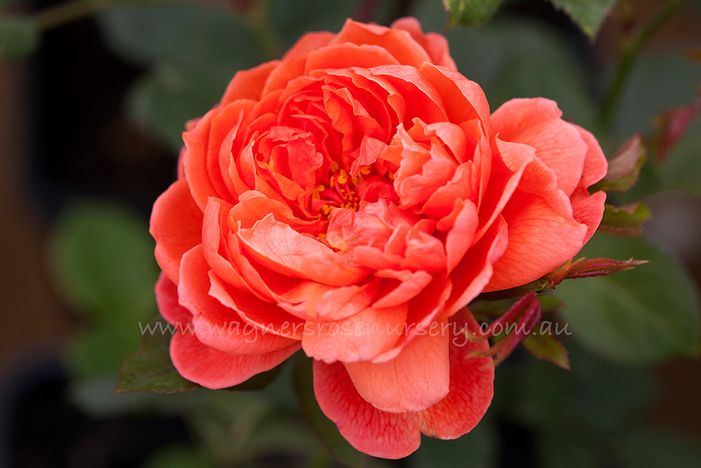 Summer Song (Austango) - Potted 90cm Standard Rose